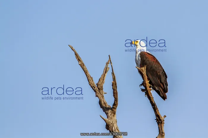 : African fish eagle in Kruger National park : African fish eagle in Kruger National park