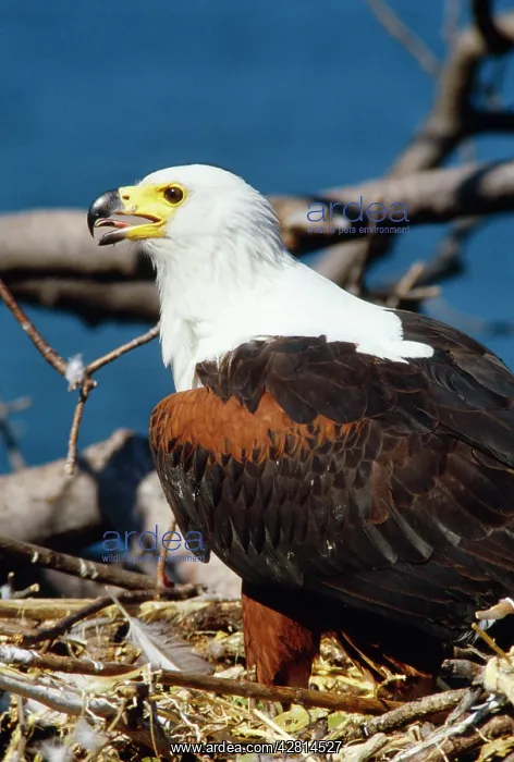 : African Fish EAGLE - at nest : African Fish EAGLE - at nest