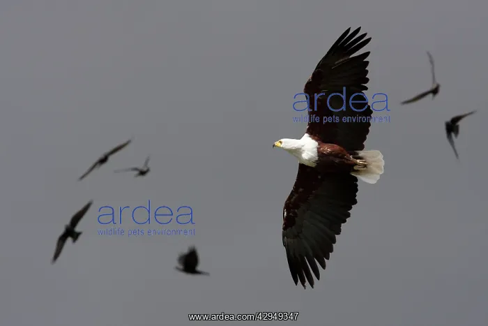 : African fish eagle - Single adult in flight : African fish eagle - Single adult in flight