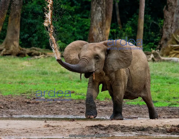 : African forest elephant (Loxodonta cyclotis) is : African forest elephant (Loxodonta cyclotis) is