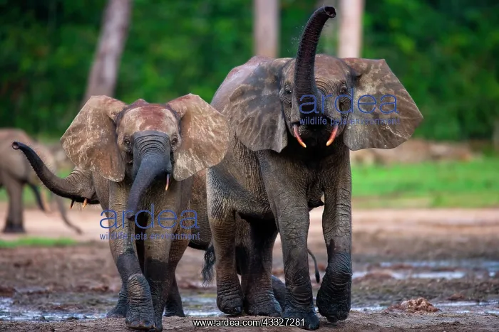 : Two African forest elephants (Loxodonta cyclotis : Two African forest elephants (Loxodonta cyclotis