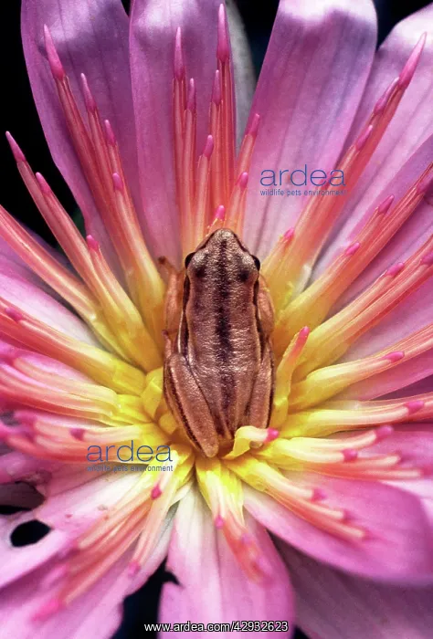 : AFRICAN FROG - IN FLOWER : AFRICAN FROG - IN FLOWER