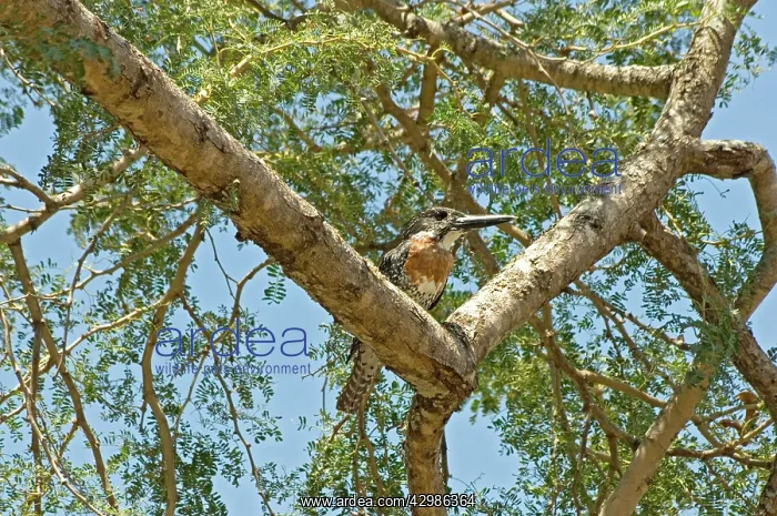 : African Giant Kingfisher - perched on branch overhanging : African Giant Kingfisher - perched on branch overhanging