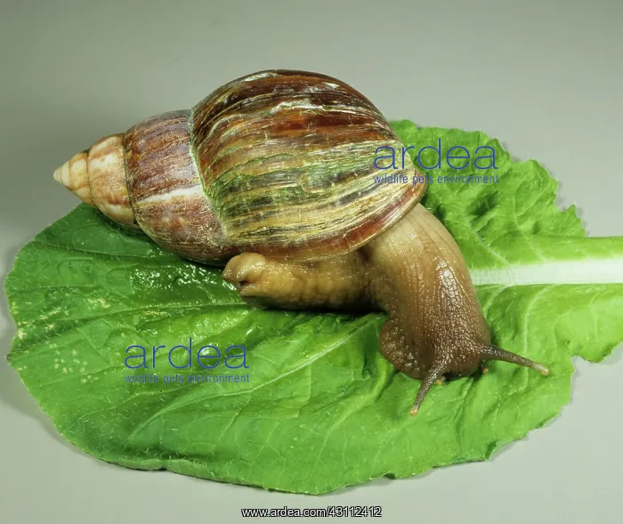 : African giant snail : African giant snail