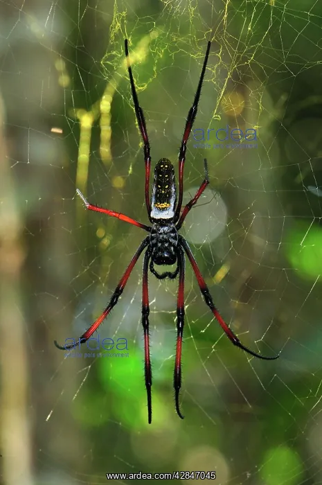 : African Golden Orb-web Spider : African Golden Orb-web Spider