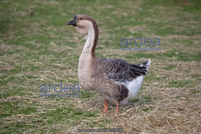: African Goose - with knobbed bill and dewlap : African Goose - with knobbed bill and dewlap