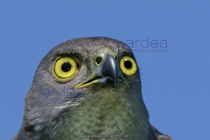 : African Goshawk : African Goshawk