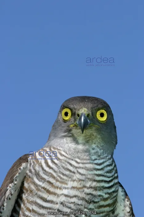 : African Goshawk : African Goshawk