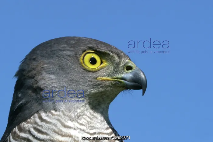  : African Goshawk
