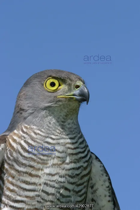 : African Goshawk : African Goshawk