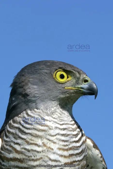  : African Goshawk