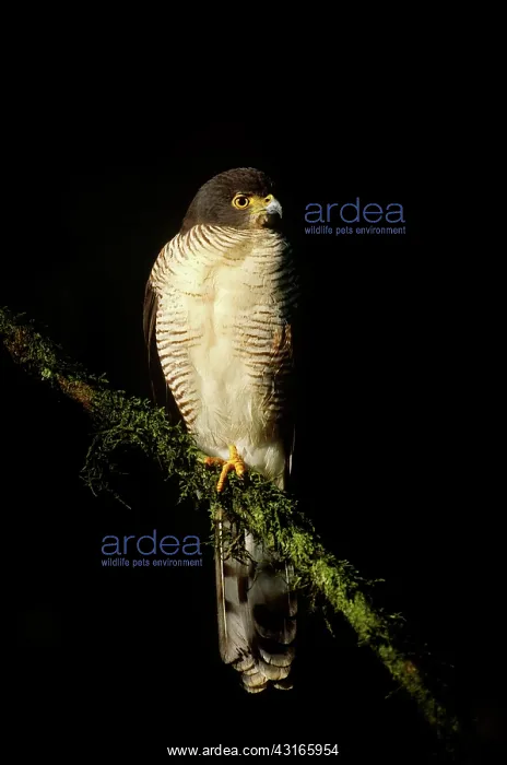 : African Goshawk : African Goshawk