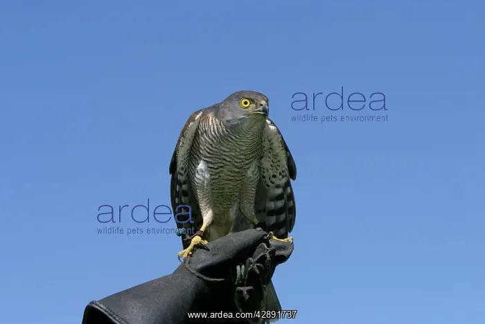 : African Goshawk - perched on person's hand : African Goshawk - perched on person's hand