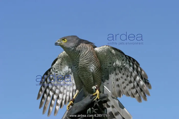: African Goshawk - perched on person's hand : African Goshawk - perched on person's hand