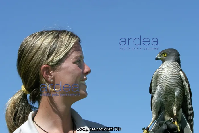 : African Goshawk - with woman : African Goshawk - with woman