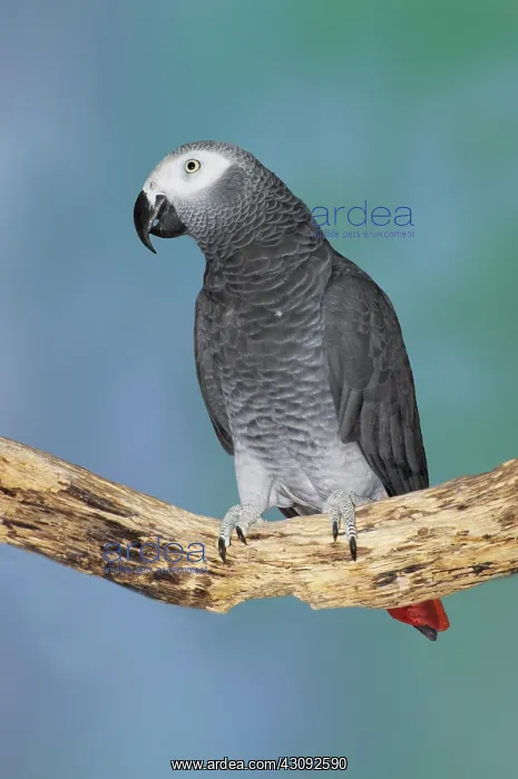 : African Gray Parrot : African Gray Parrot
