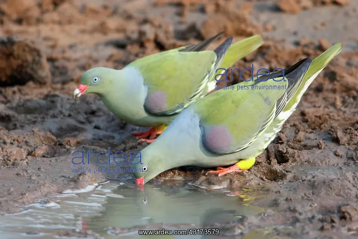 : African green pigeons (Treron calva) drinking at : African green pigeons (Treron calva) drinking at