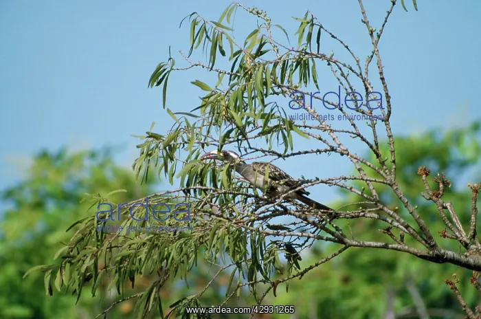  : African Grey Hornbill