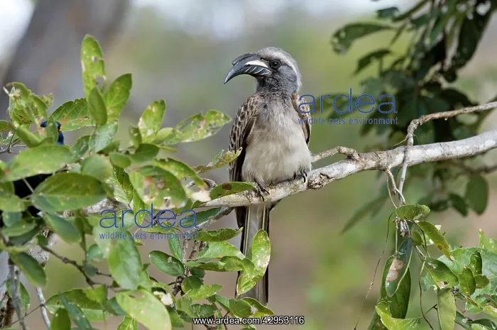 : African Grey Hornbill - male : African Grey Hornbill - male