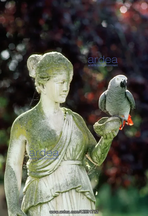 : AFRICAN GREY PARROT : AFRICAN GREY PARROT