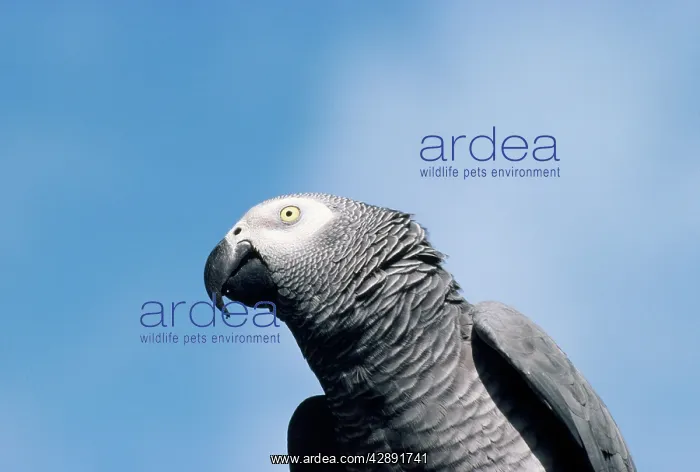 : African Grey Parrot : African Grey Parrot