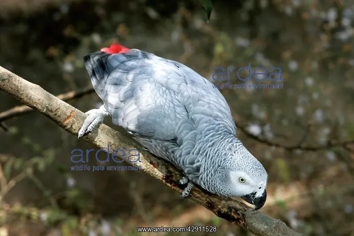 : African Grey Parrot : African Grey Parrot