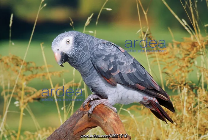 : African Grey Parrot : African Grey Parrot