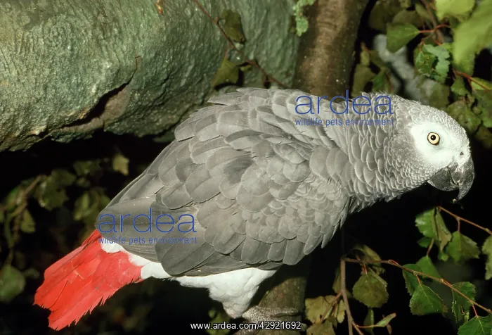 : AFRICAN GREY PARROT : AFRICAN GREY PARROT