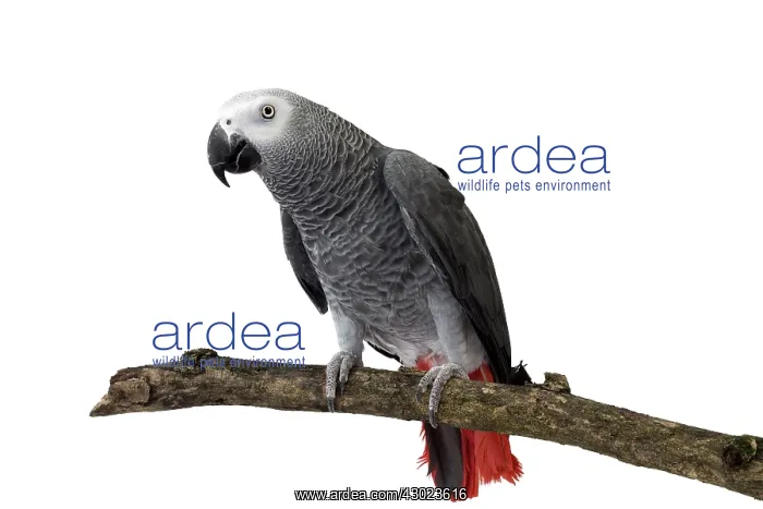  : African Grey Parrot