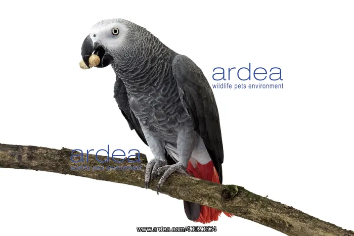  : African Grey Parrot