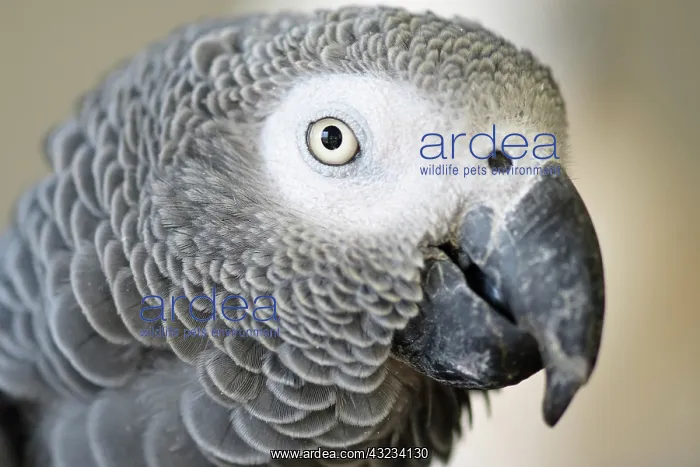 : African Grey Parrot face close-up : African Grey Parrot face close-up