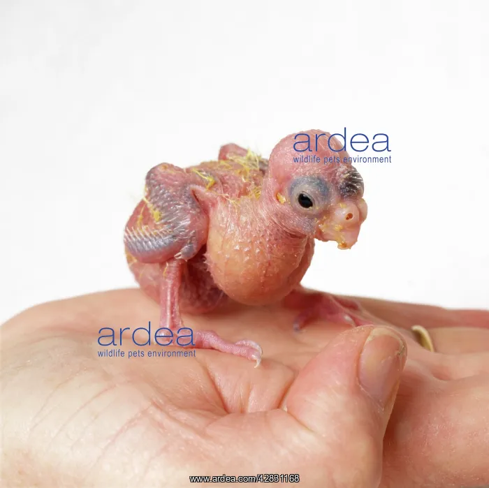  : African Grey PARROT - Handrearing a chick