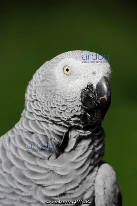 : African grey parrot (Psittacus erithacus), portrait : African grey parrot (Psittacus erithacus), portrait