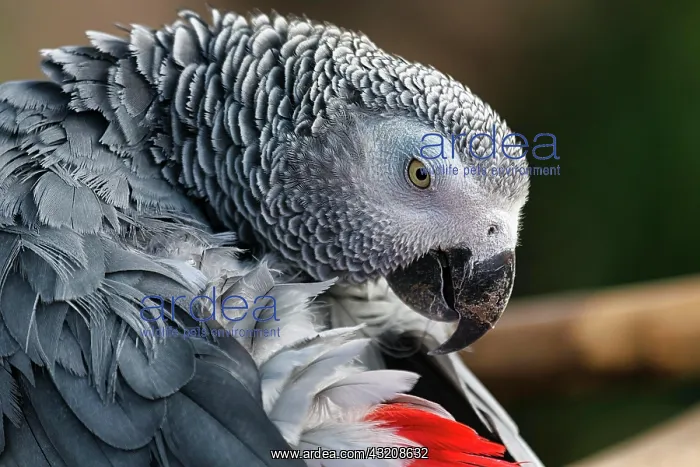: African grey parrot (Psittacus erithacus), captive : African grey parrot (Psittacus erithacus), captive