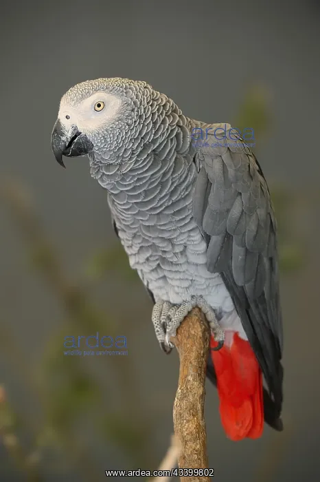 : African grey parrot (Psittacus erithacus), captive : African grey parrot (Psittacus erithacus), captive