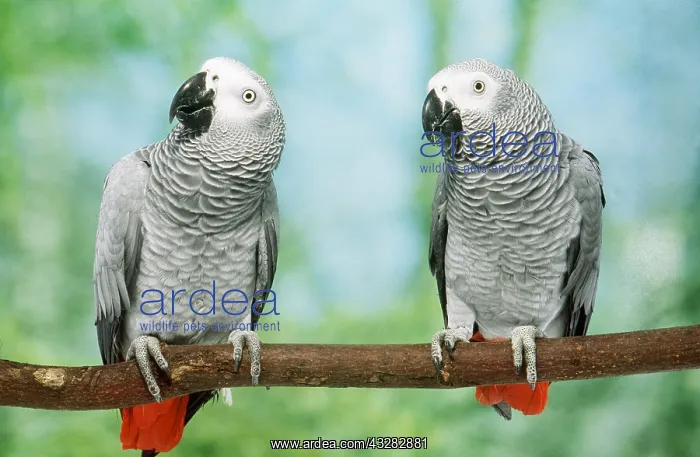  : AFRICAN GREY PARROTS - two on perch