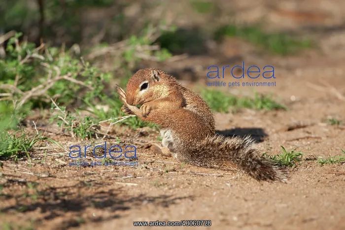 : African Ground Squirrel, Xerus inauris : African Ground Squirrel, Xerus inauris