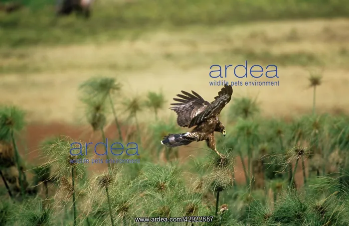 : African Harrier-hawk - Immatue coming in to land : African Harrier-hawk - Immatue coming in to land