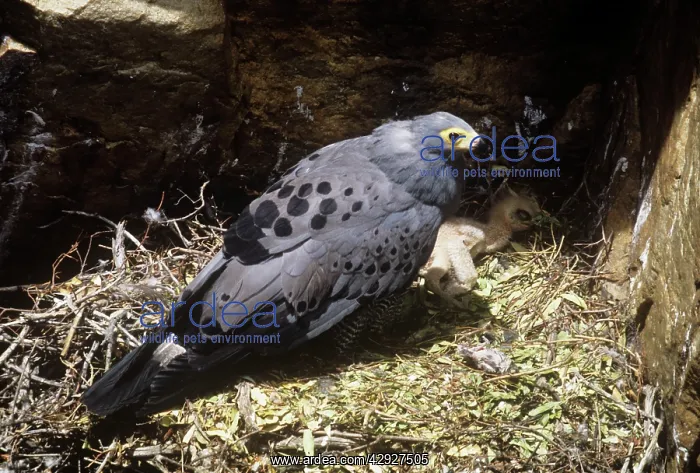: African Harrier-hawk - at nest with chickS : African Harrier-hawk - at nest with chickS
