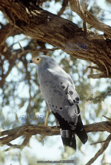 : African Harrier Hawk - perched on branch, rear : African Harrier Hawk - perched on branch, rear