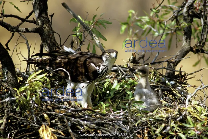  : African Hawk Eagle