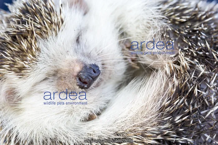 : African Hedgehog (Atelerix algirus) curled up, Ibiza : African Hedgehog (Atelerix algirus) curled up, Ibiza
