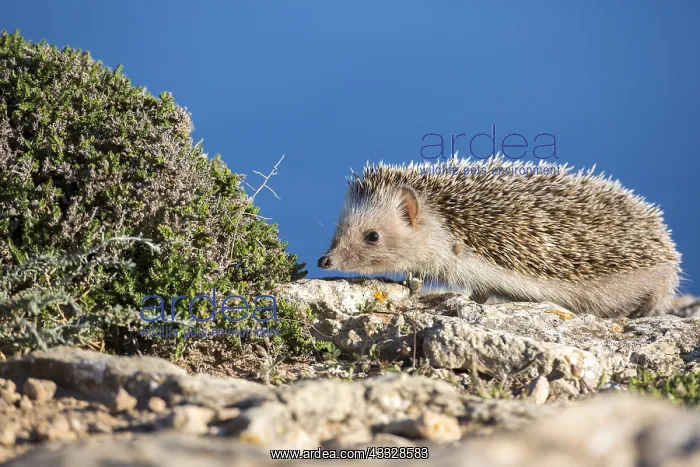 : African Hedgehog (Atelerix algirus), Ibiza, Spain : African Hedgehog (Atelerix algirus), Ibiza, Spain