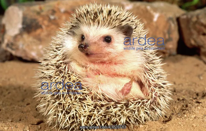 : African Hedgehog, Erinaceus sp. Native : African Hedgehog, Erinaceus sp. Native
