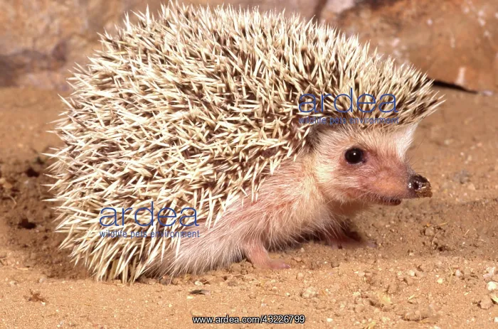 : African Hedgehog, Erinaceus sp, Native to : African Hedgehog, Erinaceus sp, Native to