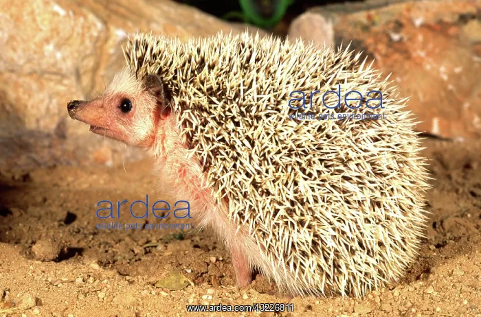 : African Hedgehog, Erinaceus sp, Native to : African Hedgehog, Erinaceus sp, Native to