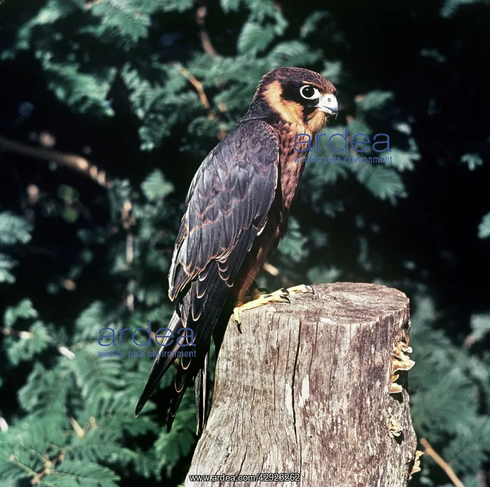 : AFRICAN HOBBY - juvenile, perched on tree stump : AFRICAN HOBBY - juvenile, perched on tree stump