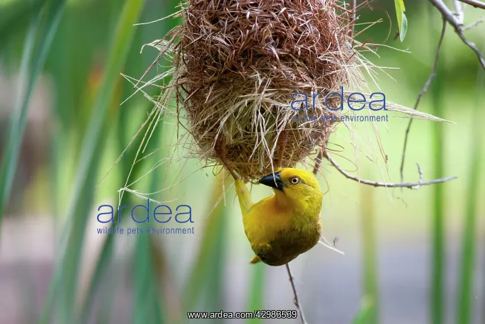 : African Holub's Golden Weaver : African Holub's Golden Weaver