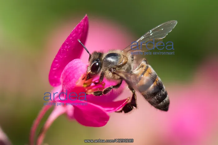 : African Honey Bee (Apis mellifera scutellata) d : African Honey Bee (Apis mellifera scutellata) d