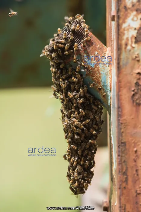 : African Honey Bee (Apis mellifera scutellata) s : African Honey Bee (Apis mellifera scutellata) s